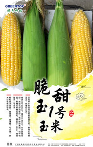脆甜玉1号——超甜玉米