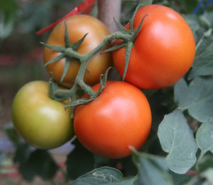 硕丰番茄——番茄