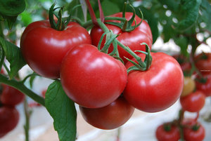 尚品红——水果番茄